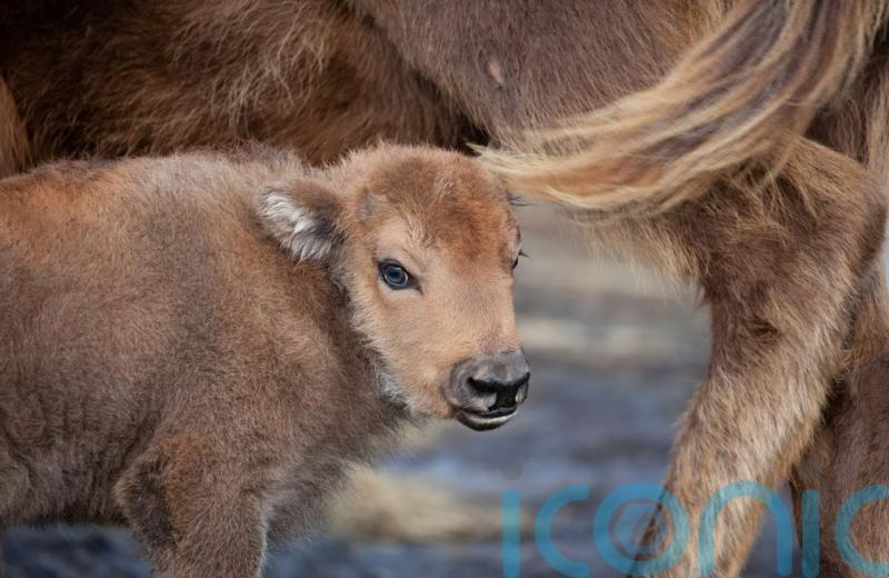 Rangers ‘elated’ by birth of baby bison in ancient woodland