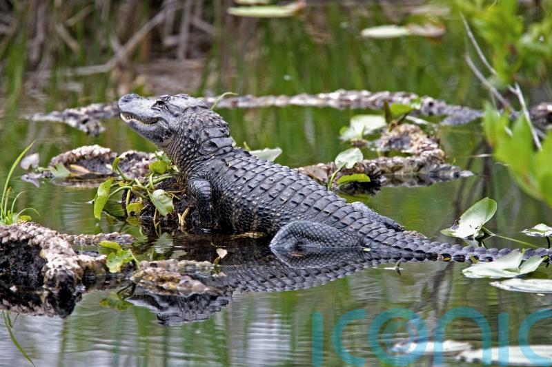 Alligator found hiding in shrubbery in rural Idaho neighbourhood