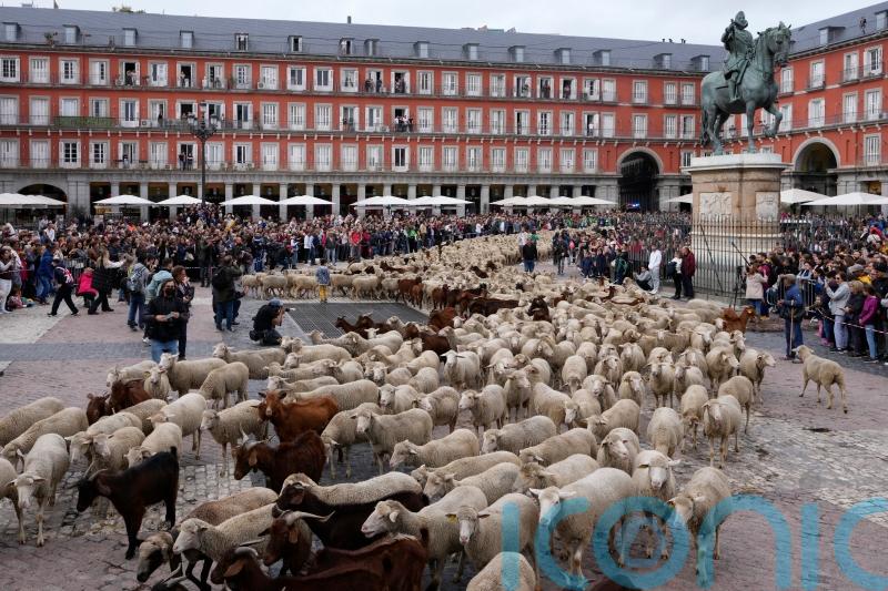 Sheep and goats cross Madrid in echo of past practice