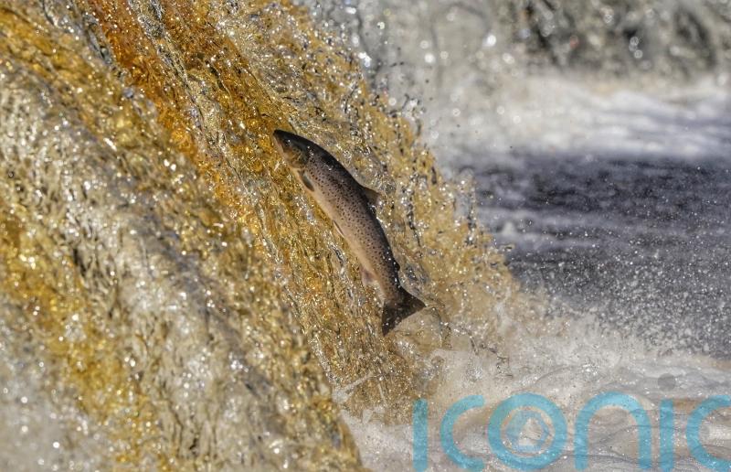 Anglers celebrate after hydropower scheme is shelved on salmon river