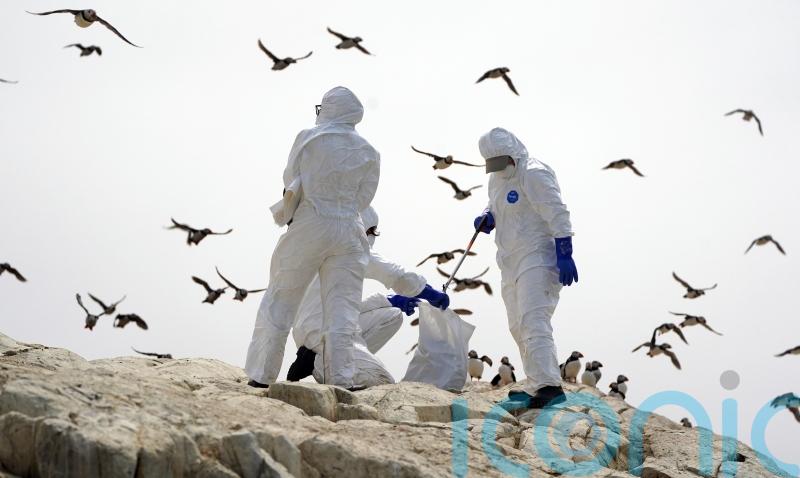 Migrating birds monitored amid avian flu outbreak