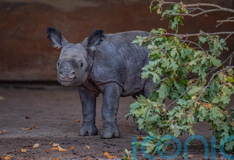 Birth of rare greater one-horned rhino calf captured on camera at Chester Zoo