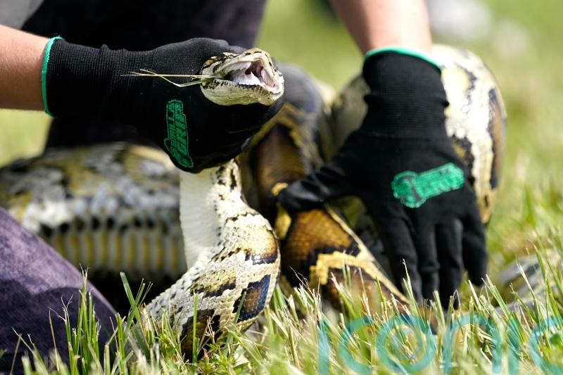 Florida teenager captures 28 Burmese pythons to win ecology challenge prize