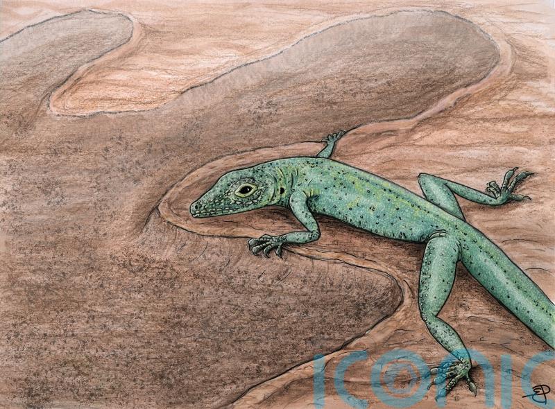 Tiny 166m-year-old lizard fossil found in Scotland shows ‘evolution in action’