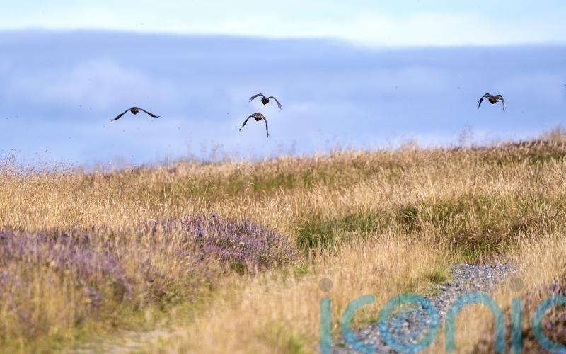 Consultation opens on tightening laws around grouse shooting