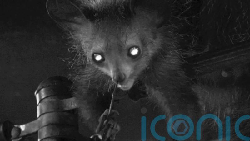 Nose picking lemur ‘could shed light on behaviour deemed improper in humans’