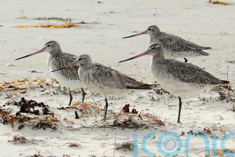 Bird could be heading for record books after Alaska-Australia flight
