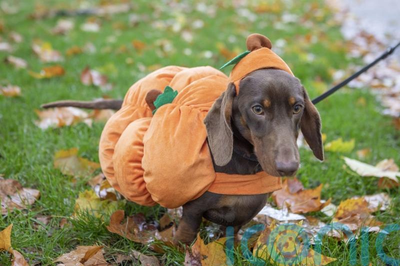 In Video and Pictures: Dachshunds get into Halloween spirit on Sausage Walk