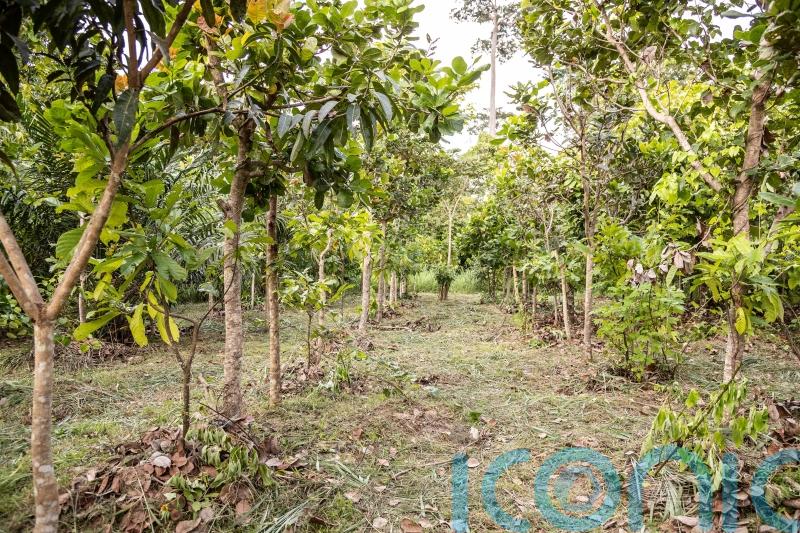 Cocoa producers trial new farming scheme to save chocolate from climate change