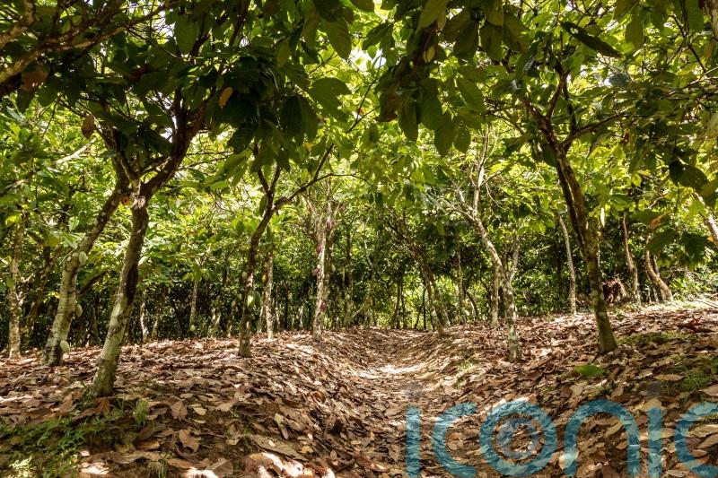 Climate change taking cocoa farmers ‘back to zero’ in Ghana