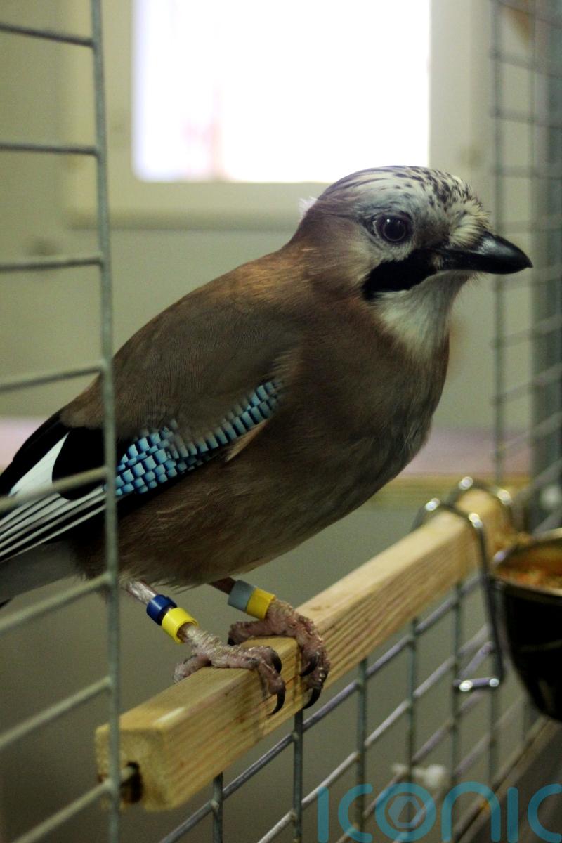 Patience is a virtue for jays waiting for favourite food