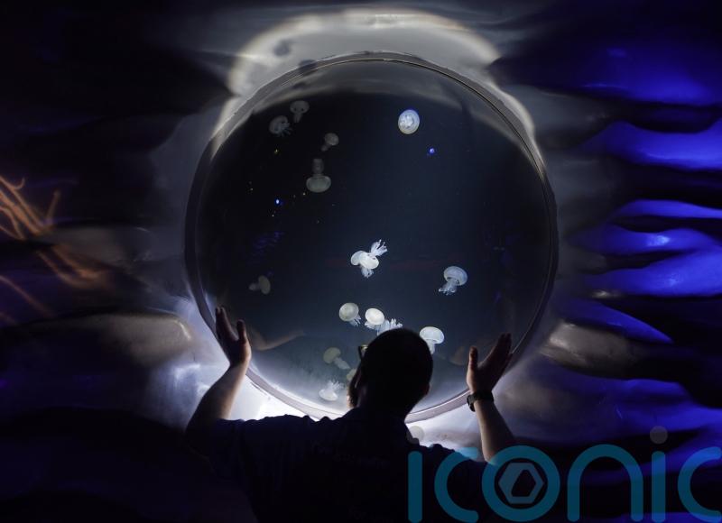 UK’s largest jellyfish to go on display at Sea Life London Aquarium