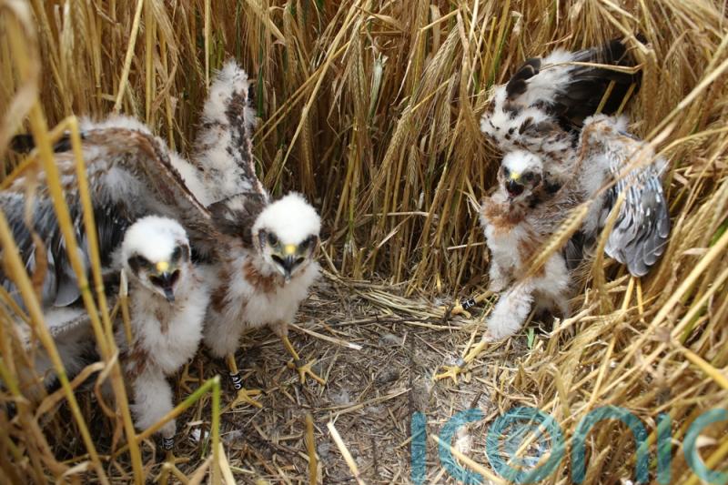 Montagu’s harriers fail to breed in UK for first time in 45 years – report