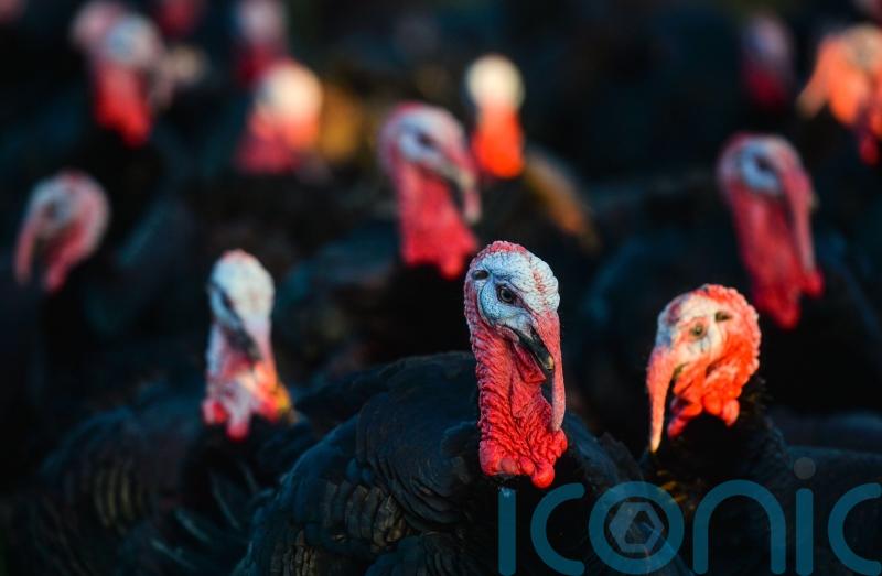 UK will have enough turkeys for Christmas despite bird flu, minister insists