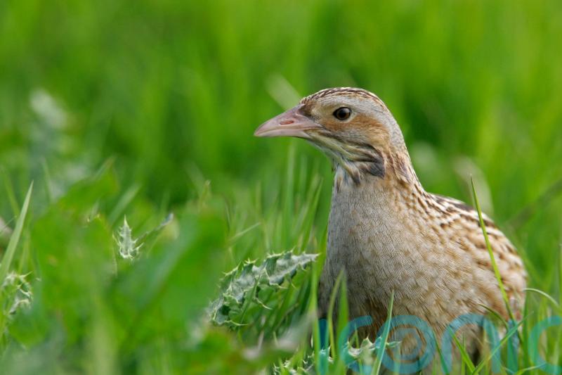 RSPB concerned over fall in number of corncrakes in Scotland