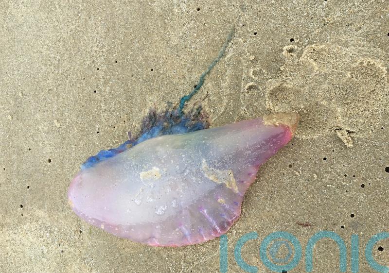 More Portuguese man o’war jellyfish spotted along UK coastline