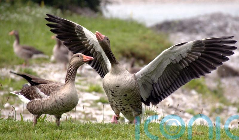 Fireworks can cause stress to birds in the wild, study suggests
