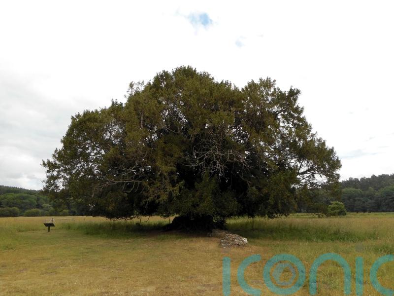 ‘Magnificent’ yew in abbey’s grounds crowned as Woodland Trust Tree of the Year