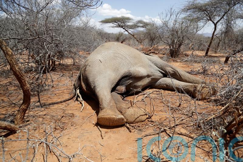 Hundreds of elephants and zebras die during drought in Kenya