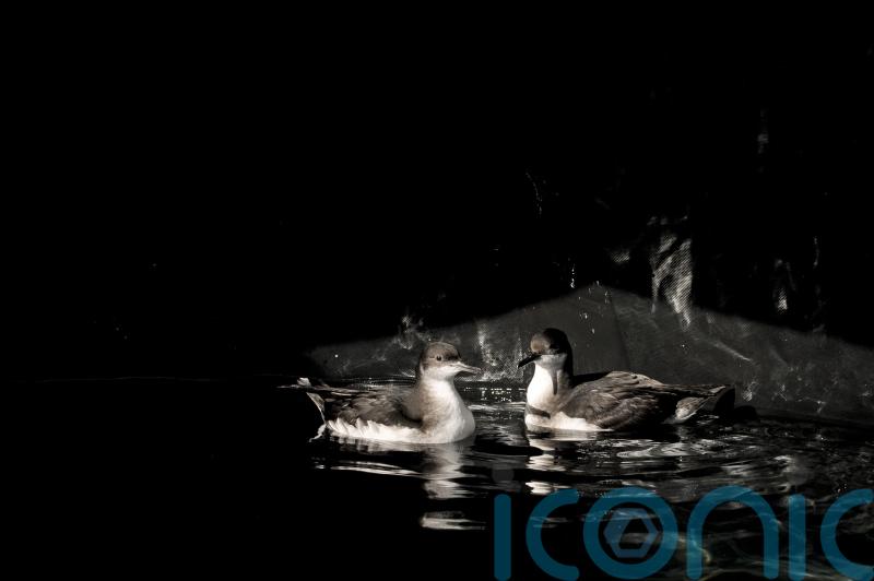 Glitter and plastics found in stomachs of seabirds on Welsh island