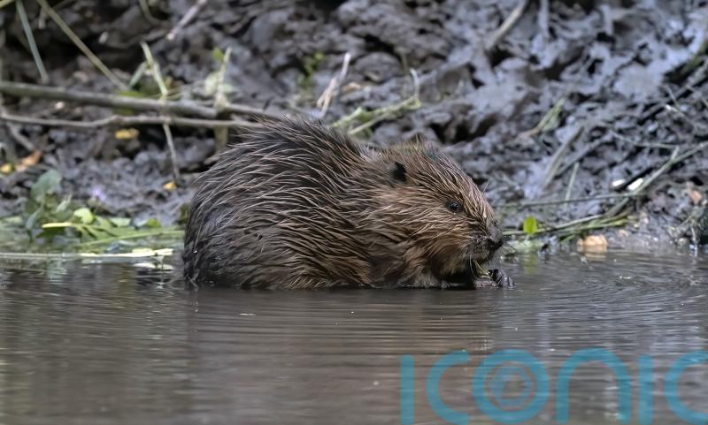 Two new beaver enclosures to be built near Jamie Oliver’s home