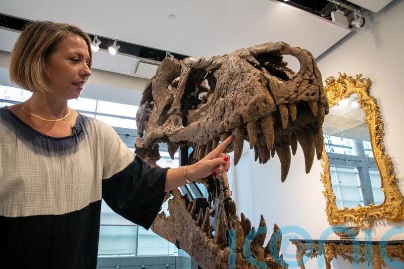 Maximus the T. rex’s skull predicted to fetch 15 million dollars at auction