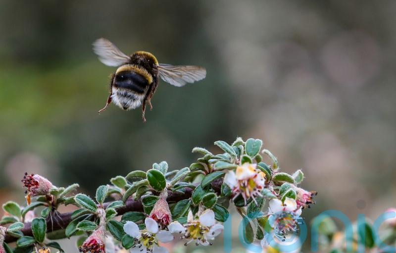Bumblebees less likely to land on flowers sprayed with fertilisers – study