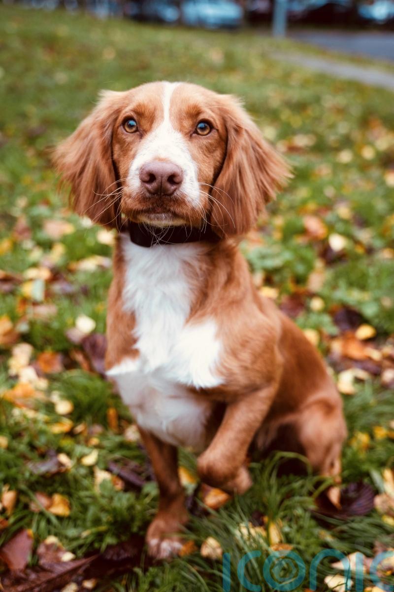 Puppy found dumped on roadside becomes police sniffer dog