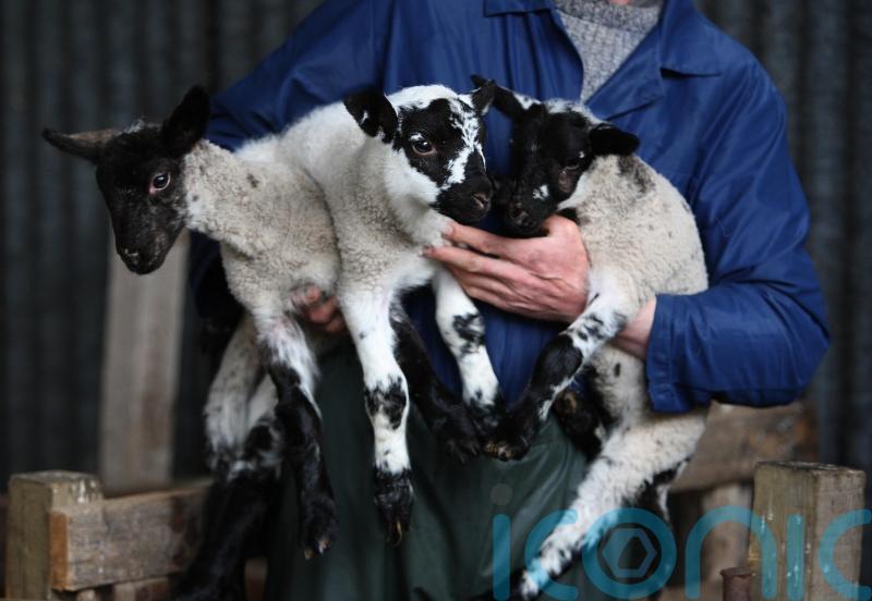 Farming investment deterred by uncertainty over agriculture payments – Lib Dems