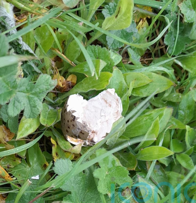 Pair who smashed protected bird eggs fined