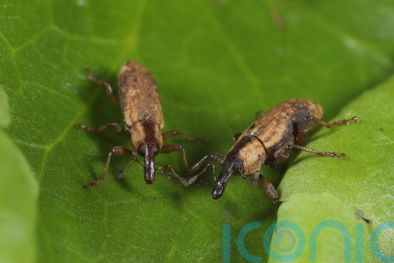 Specialist weevils deployed in Yorkshire waterways to tackle invasive plant