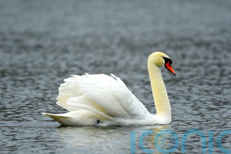 Twelve swans found dead in suspected outbreak of avian flu at Glasgow park