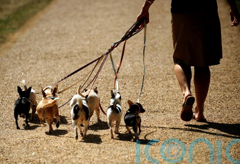 Dog owners ‘set to spend 10% more on their pets this Christmas than last year’