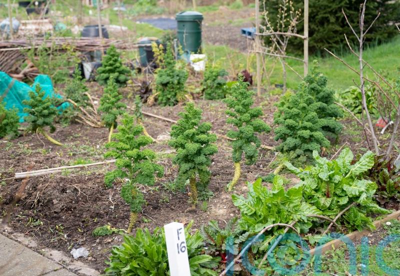 London council to use wasteland to help educate children about growing food