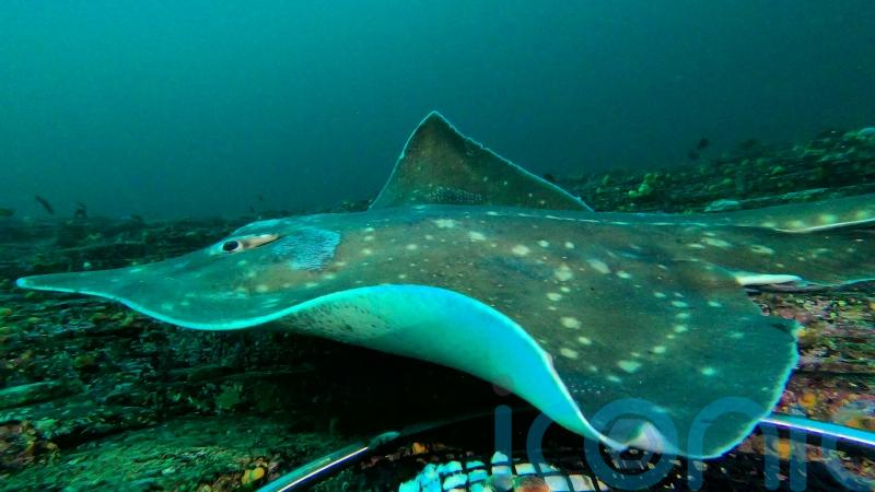 Marine partnership aims to halt decline of critically endangered fish