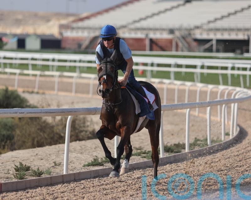 Insinuendo out for a fairytale farewell in Bahrain Trophy