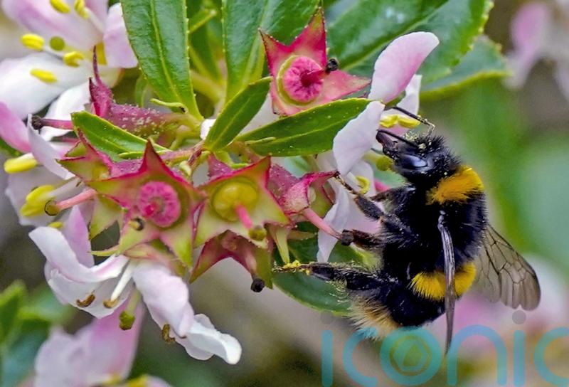 Social bees ‘travel greater distances for food than solitary ones’
