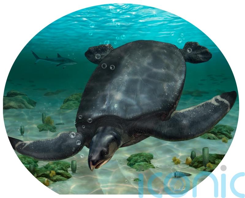 72-million-year-old turtle ‘is one of the largest to have ever lived’