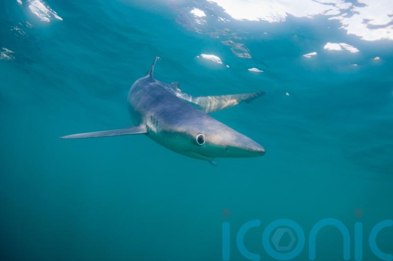 Electric pulses can reduce number of sharks caught on fishing lines, study finds