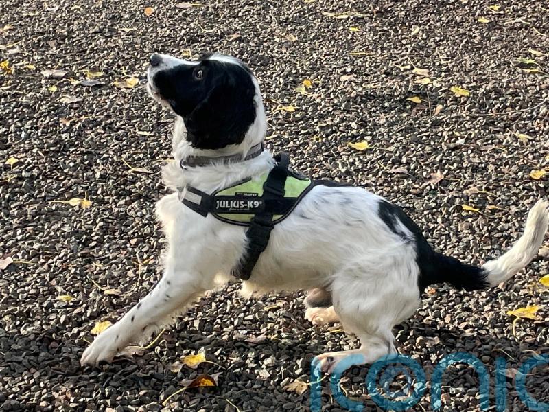 How specially trained sniffer dog Jac will keep electricity flowing this winter