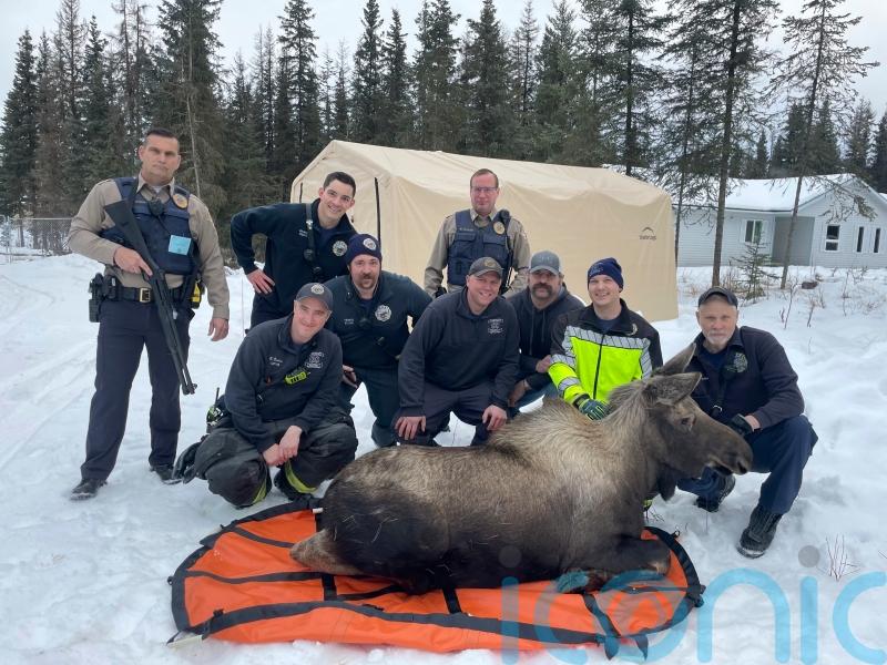 ‘Help – there’s a moose loose about our hoose’