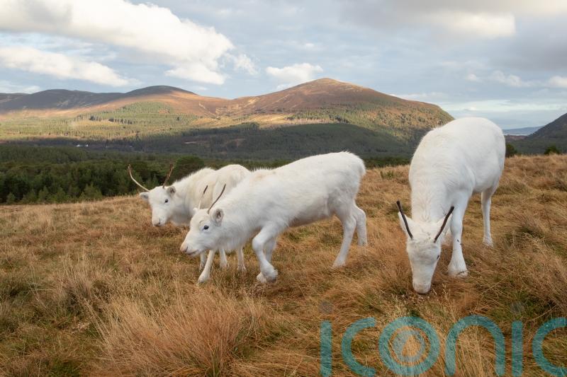 Rare white reindeer calves ready to help spread festive cheer