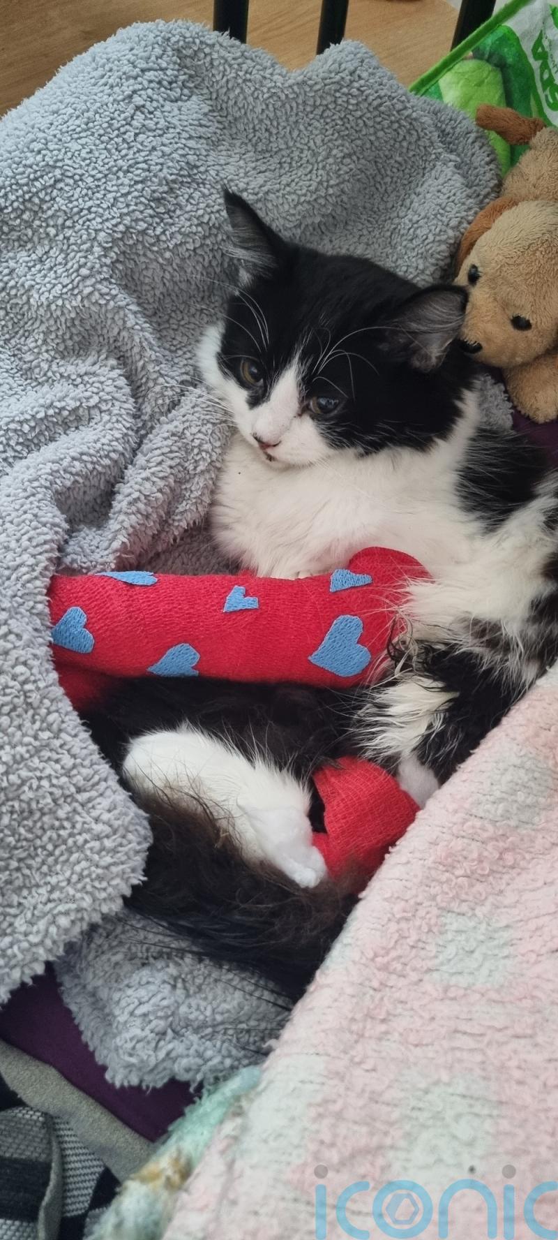 Cat makes miraculous recovery following fall from fourth floor flat