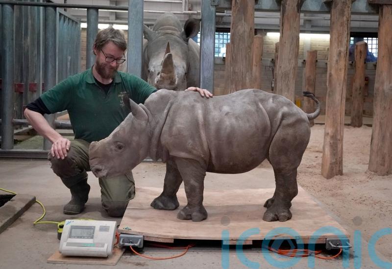 Zookeepers delighted that baby rhino is already as heavy as a piano