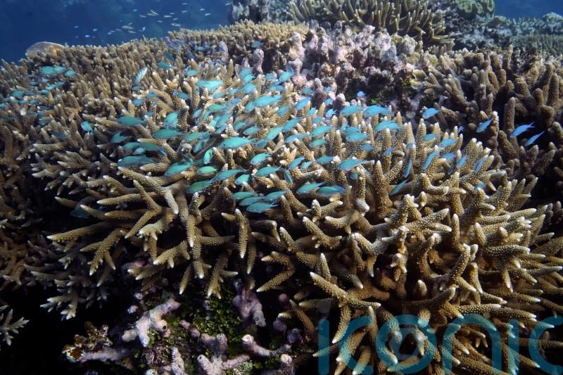 Australia argues against ‘endangered’ Great Barrier Reef status