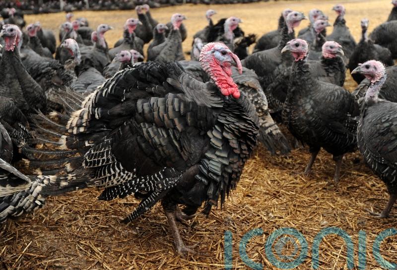 Consumers warned of ‘big, big’ shortage of British free range turkeys this Christmas