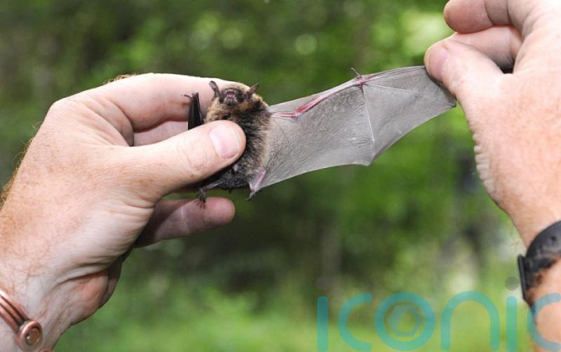 ‘Bats have greater range than Mariah Carey and growl like death metal singers’
