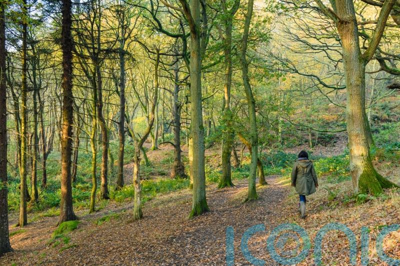 Expanding freedom to roam to woods could ‘unlock’ nature for poor communities