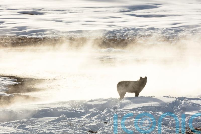 Montana judge lifts restraining order limiting wolf hunting