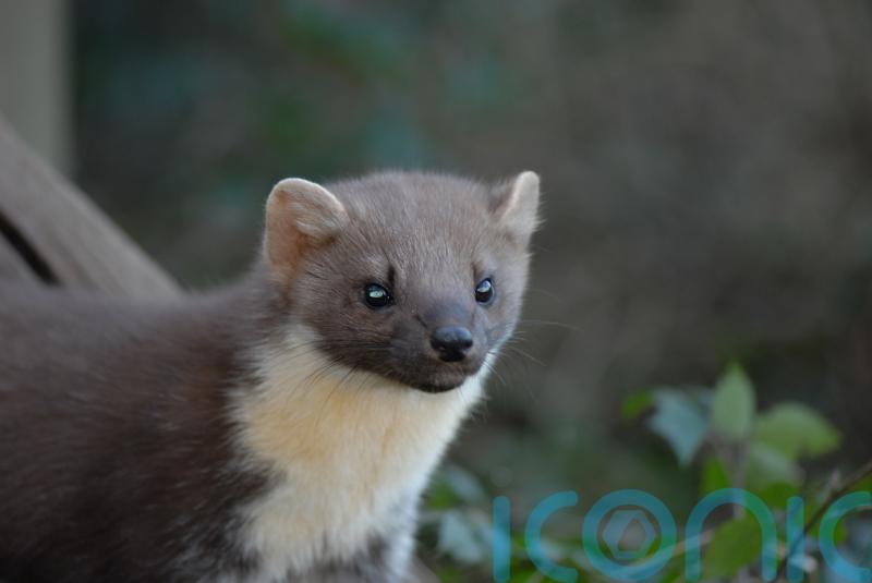 Pine martens successfully breeding in New Forest, hidden cameras show